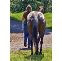 A horse, walking away from the camera